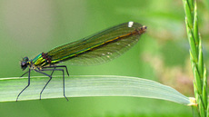 Gebänderte Prachtlibelle - Weibchen (3).jpg